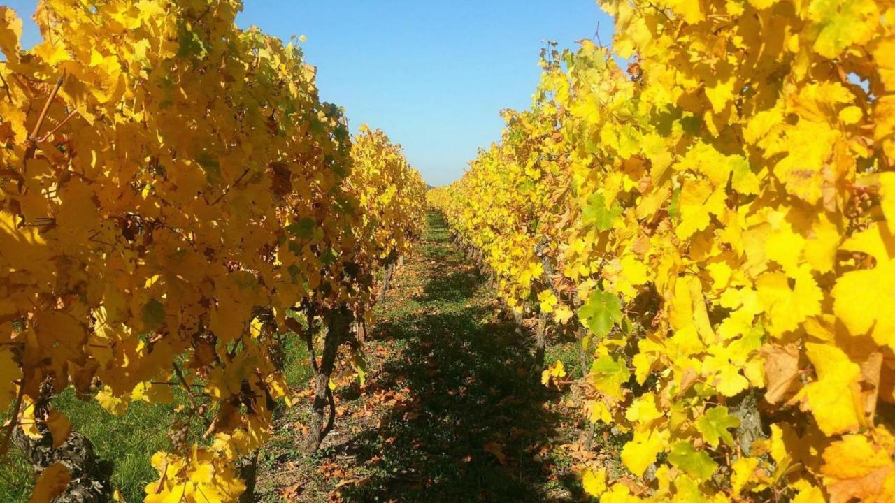 Fleur de Vigne Lejlighed Eguisheim Eksteriør billede